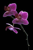 tkf001_646122