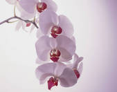 tkf003_111200
