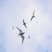 tkf001_906462
