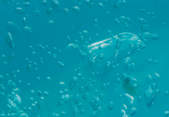 tkf003_306452