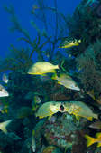 tkf003_385854