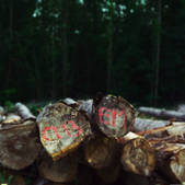 tkf003_453988