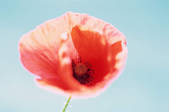 tkf003_488038