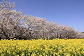 tkf003_525584
