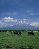tkf003_534714