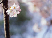 tkf003_544243