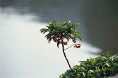 tkf003_546552