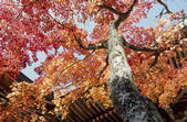 tkf003_553904