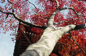 tkf003_553905