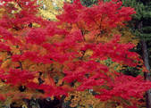 tkf003_554801