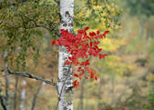 tkf003_554820
