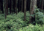 tkf003_557225