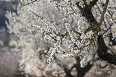 tkf003_564381