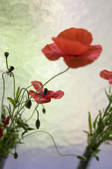 tkf003_568711