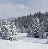 tkf003_713005