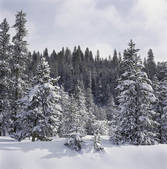 tkf003_715489