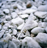 tkf003_808650