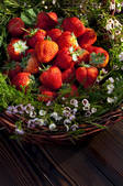 tkf003_960808