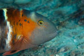 tkm001_539472