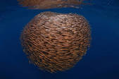 tkm001_539642