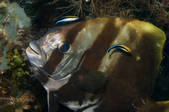 tkm001_540456