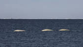 tkm001_540867