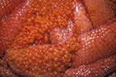 tkm001_541916
