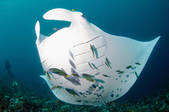 tkm001_542583