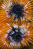 tkm001_542676