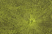 tkm001_595506