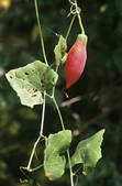 tkm001_706543