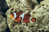 tkm001_772044