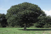 tkm001_805008