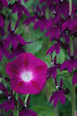 tkm001_805945