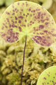 tkm001_810024