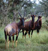 tkm003_186571