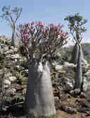 tkm003_188582