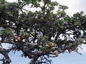 tkm003_188584