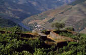 tkm003_196107