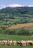 tkm003_207772