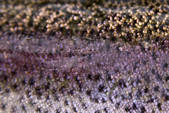 tkm003_402561