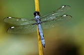tkm003_545690