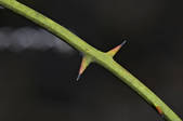 tkm003_547407