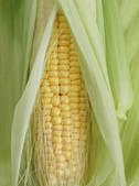 tkm003_547582