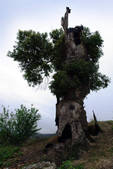 tkf002_108526