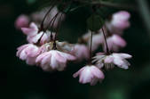 tkf002_110591