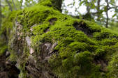 tkf002_110958