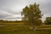 tkf005_2309515