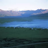 tkf005_2315951