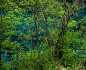 tkf005_2316429